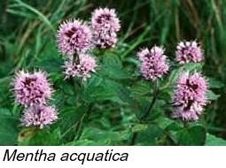  Mentha acquatica